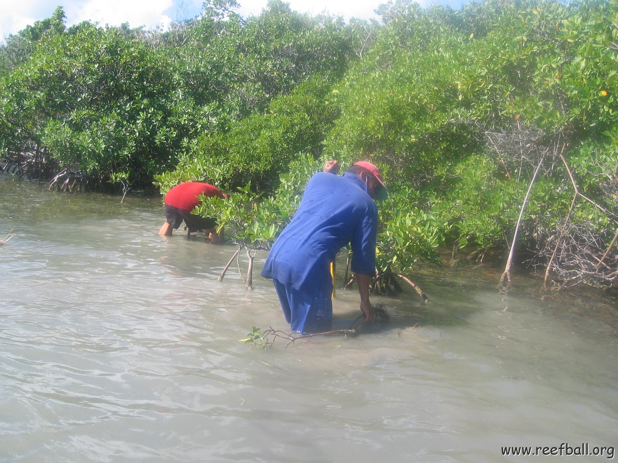 startof_mangrove_planting_10-12-2003_001