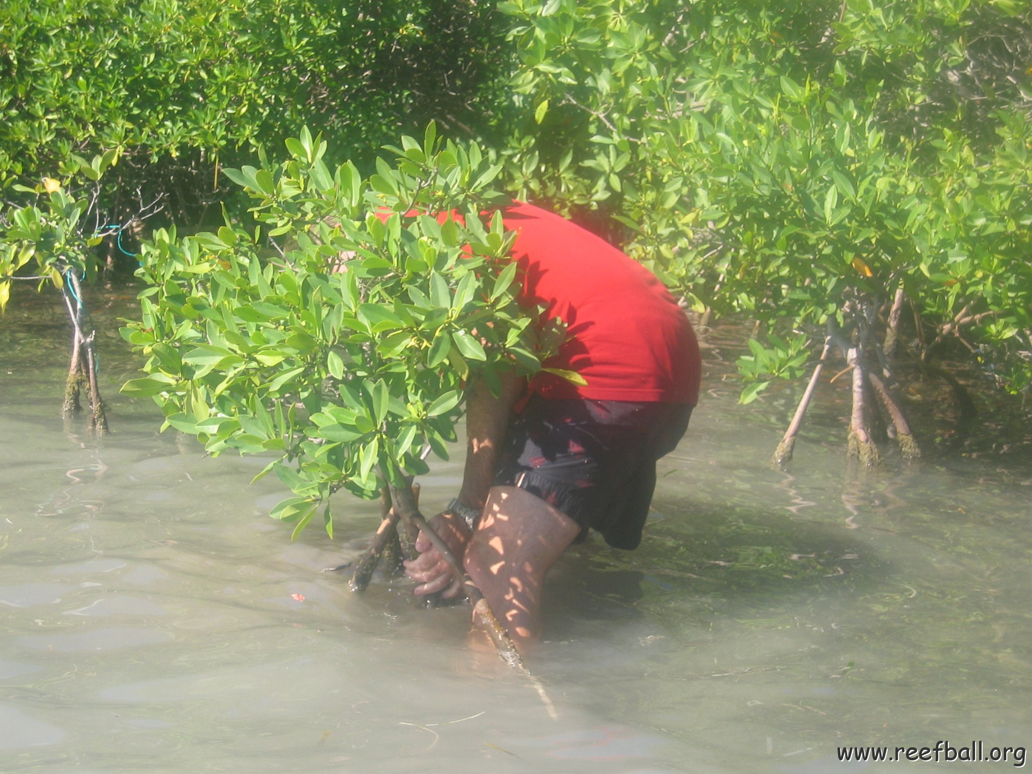 startof_mangrove_planting_10-12-2003_002