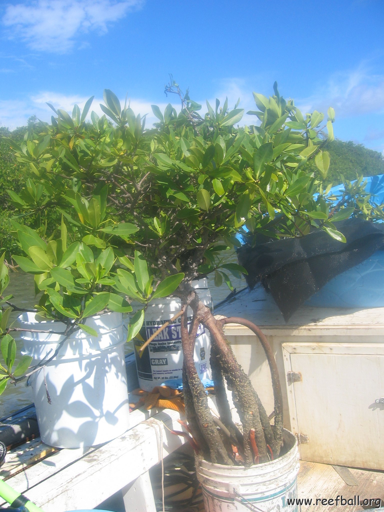 startof_mangrove_planting_10-12-2003_004