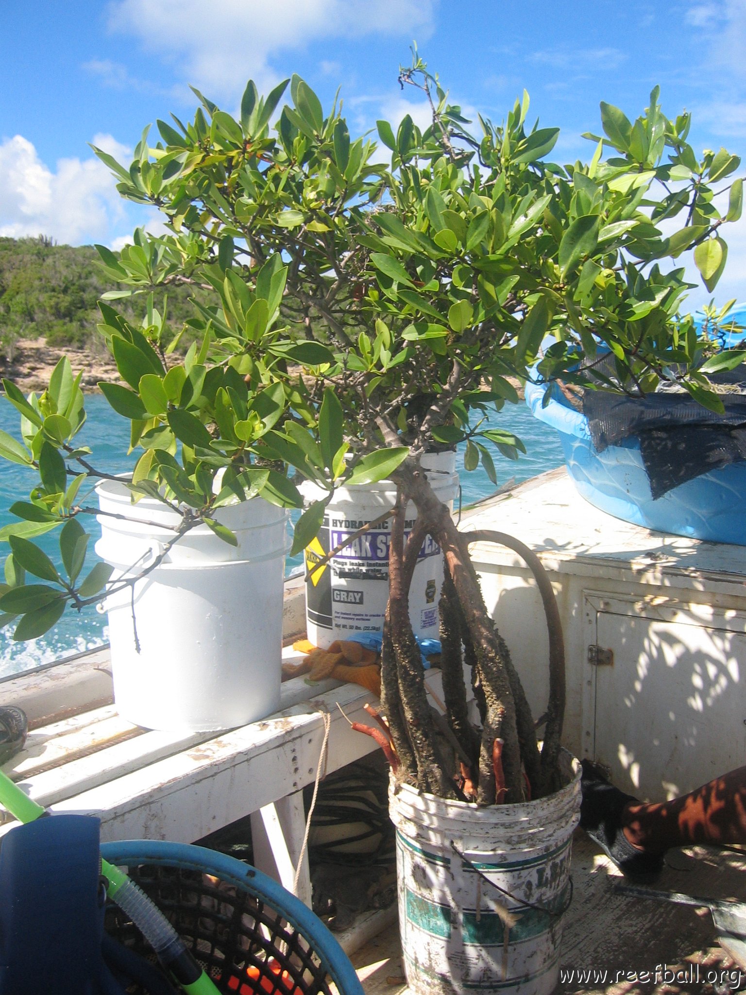 startof_mangrove_planting_10-12-2003_009