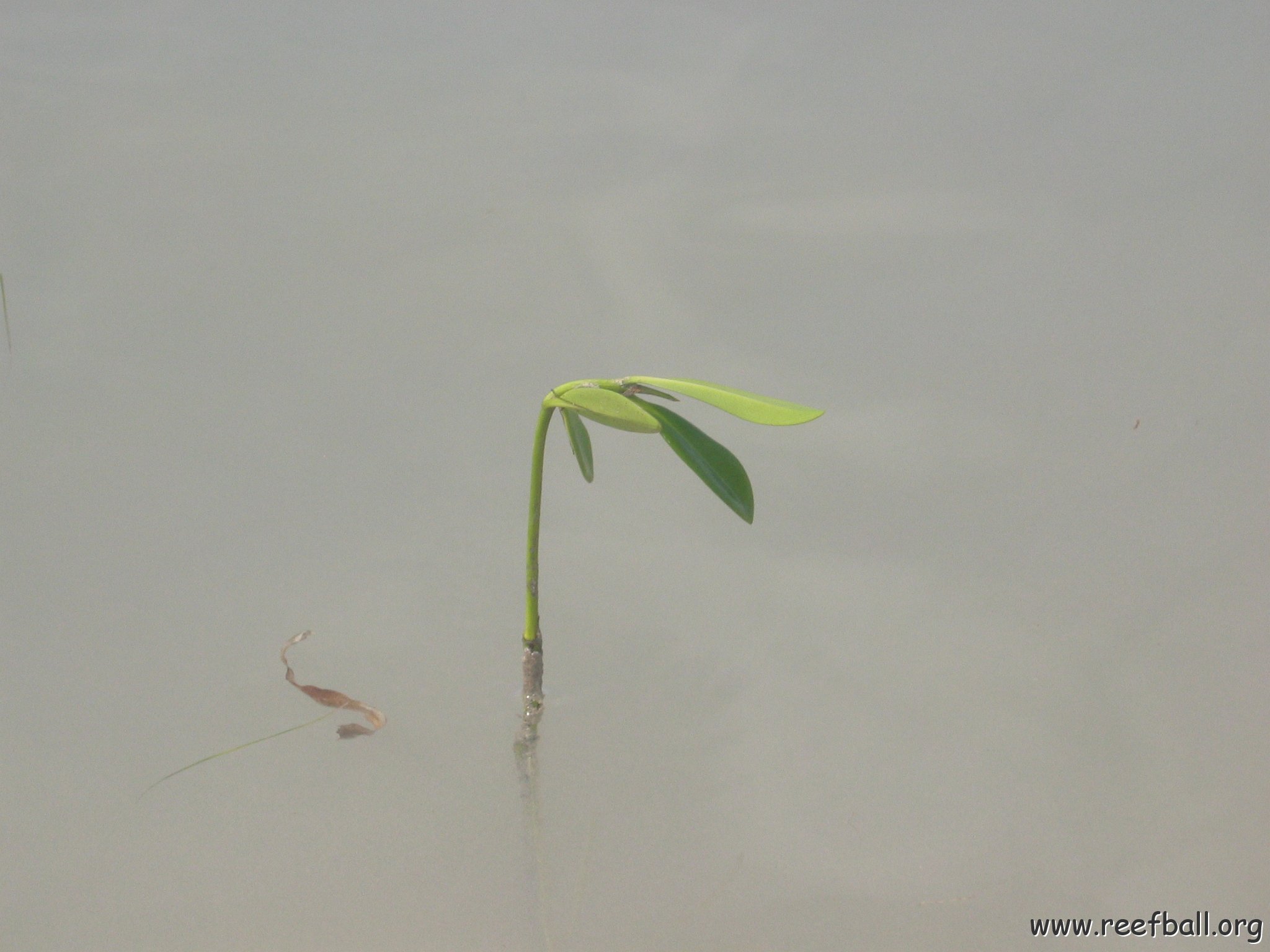 startof_mangrove_planting_10-12-2003_010