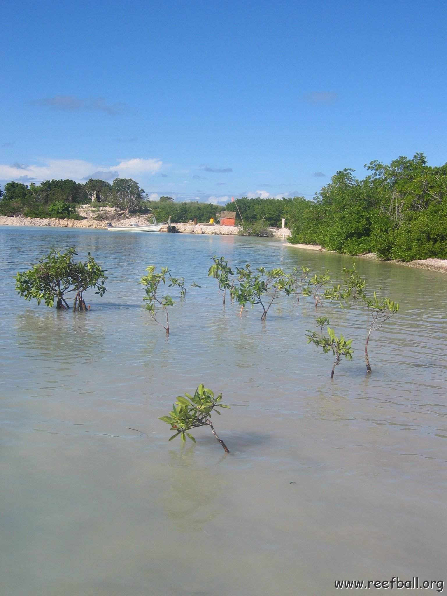 startof_mangrove_planting_10-12-2003_013