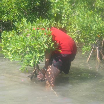 startof_mangrove_planting_10-12-2003_002