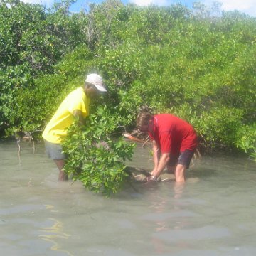 startof_mangrove_planting_10-12-2003_003