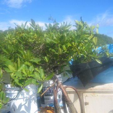 startof_mangrove_planting_10-12-2003_004