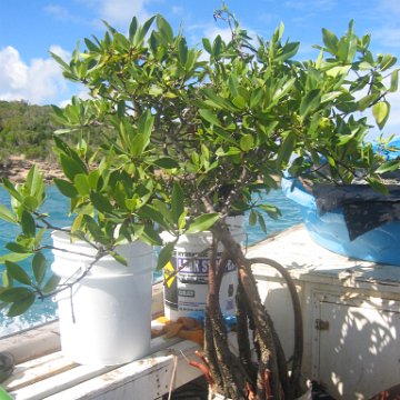 startof_mangrove_planting_10-12-2003_009