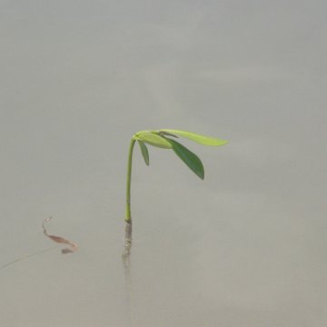 startof_mangrove_planting_10-12-2003_010