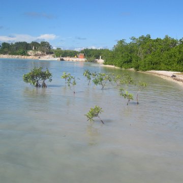 startof_mangrove_planting_10-12-2003_012