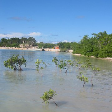 startof_mangrove_planting_10-12-2003_013