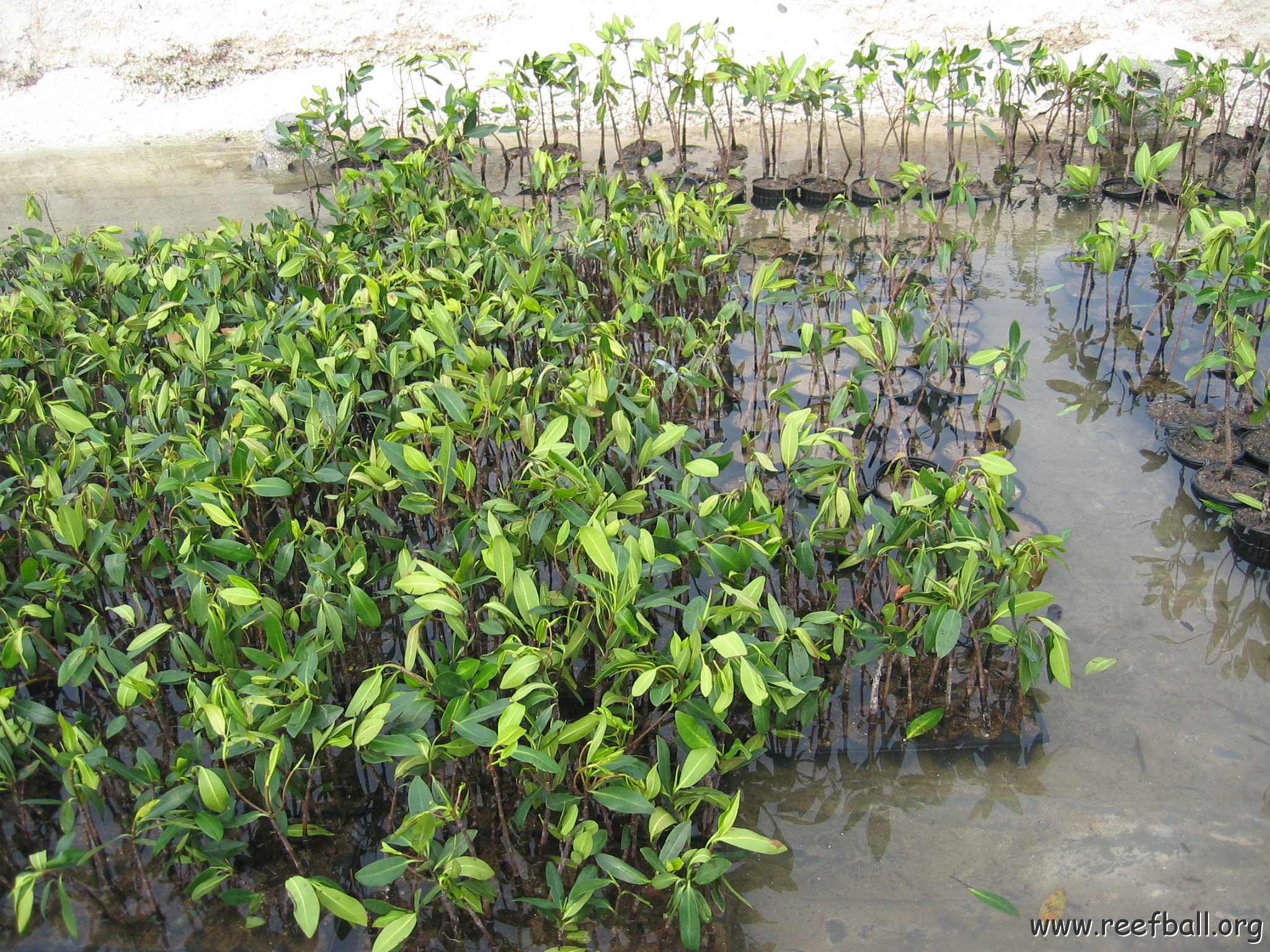 stevemangrovepics_009