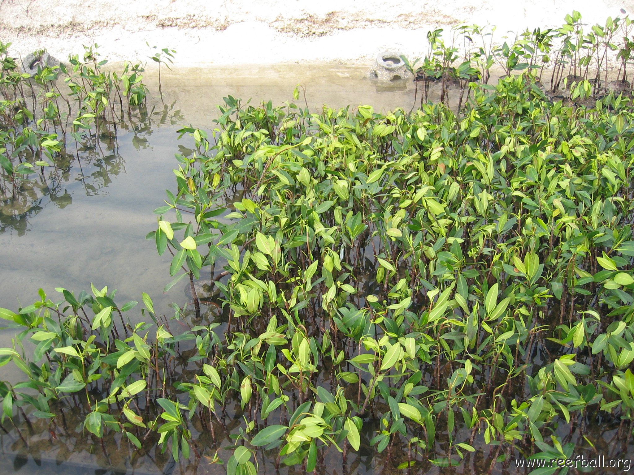 stevemangrovepics_010