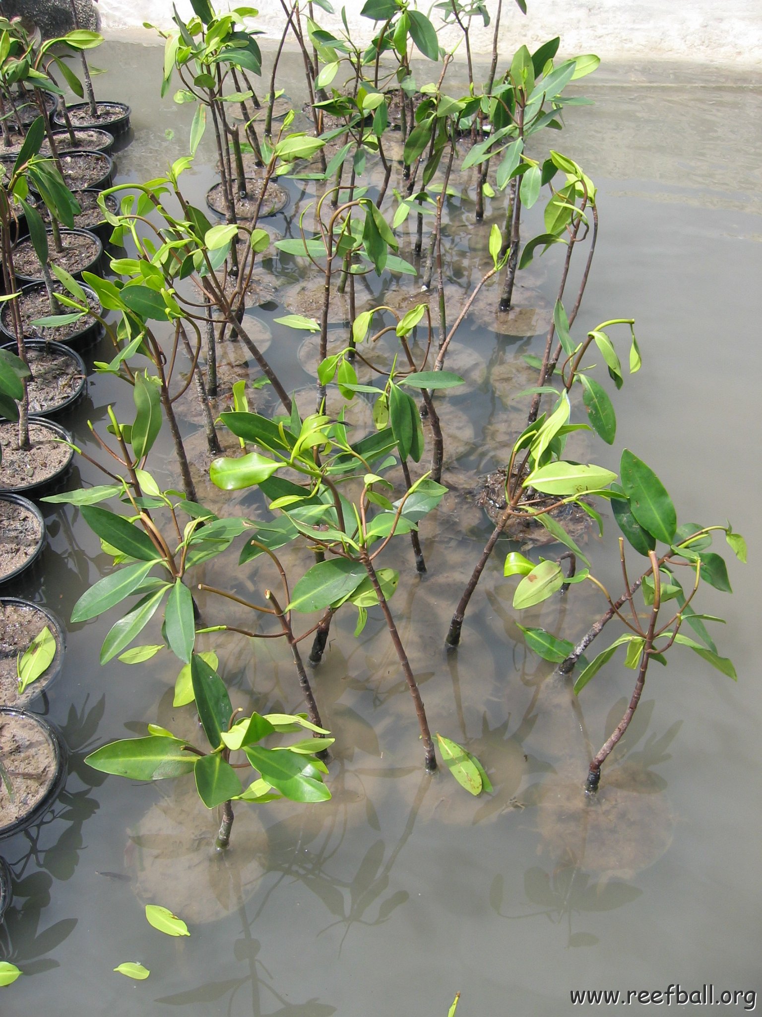 stevemangrovepics_011