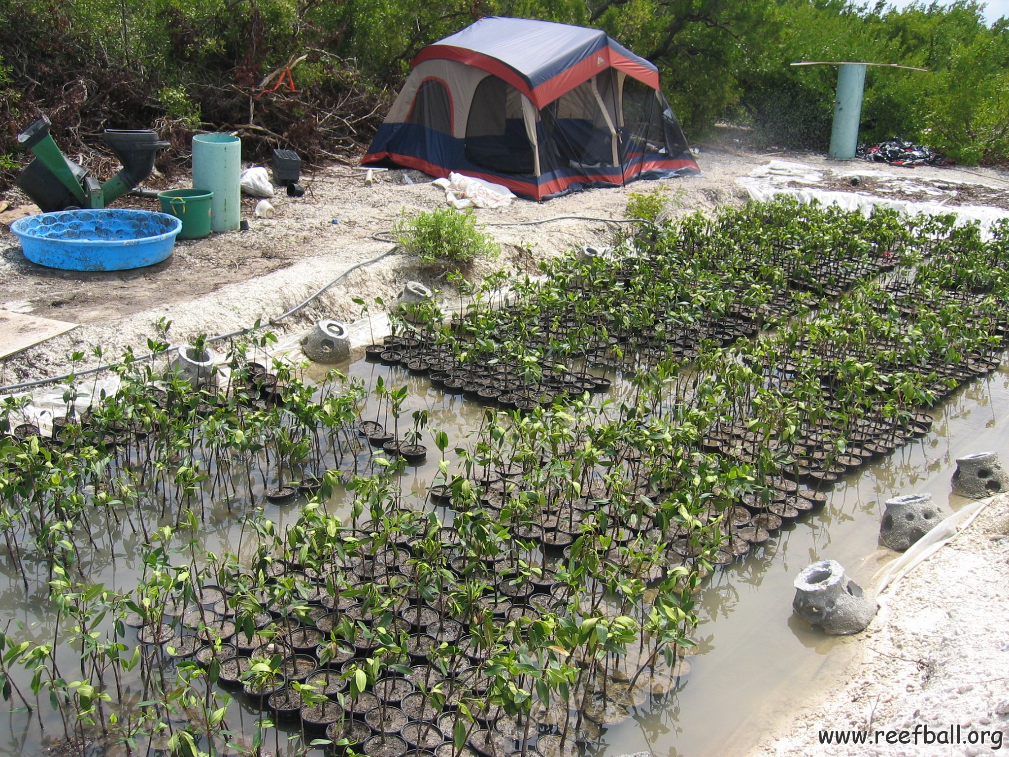 stevemangrovepics_014