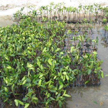 stevemangrovepics_009