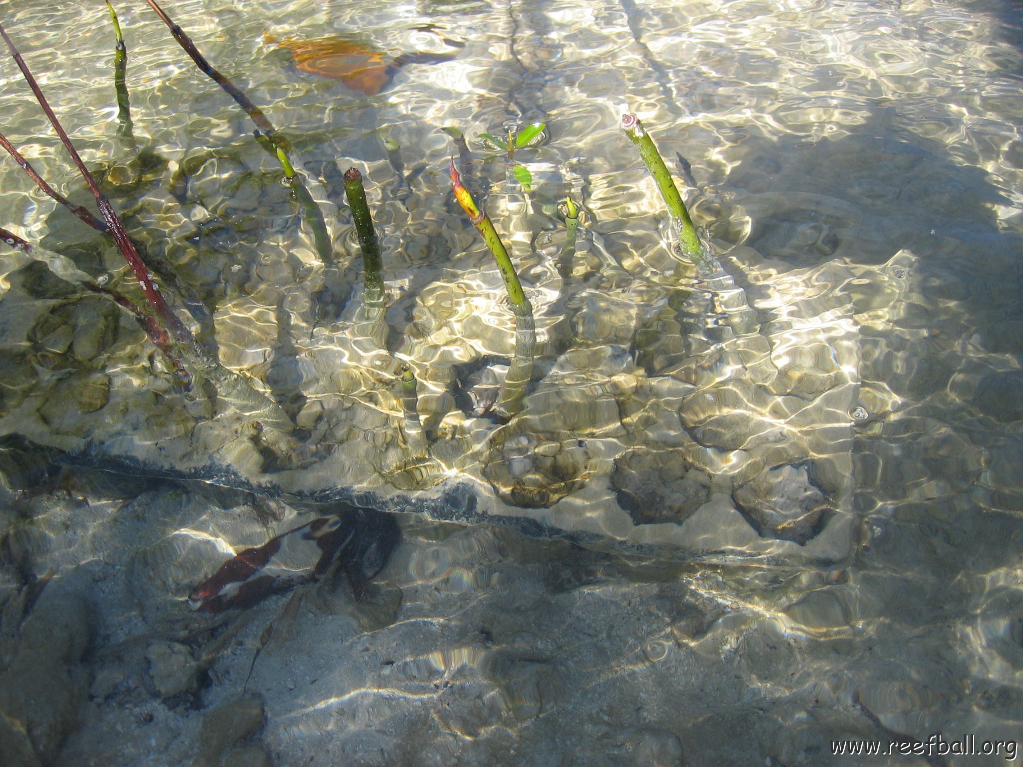 stevesmangroves_001