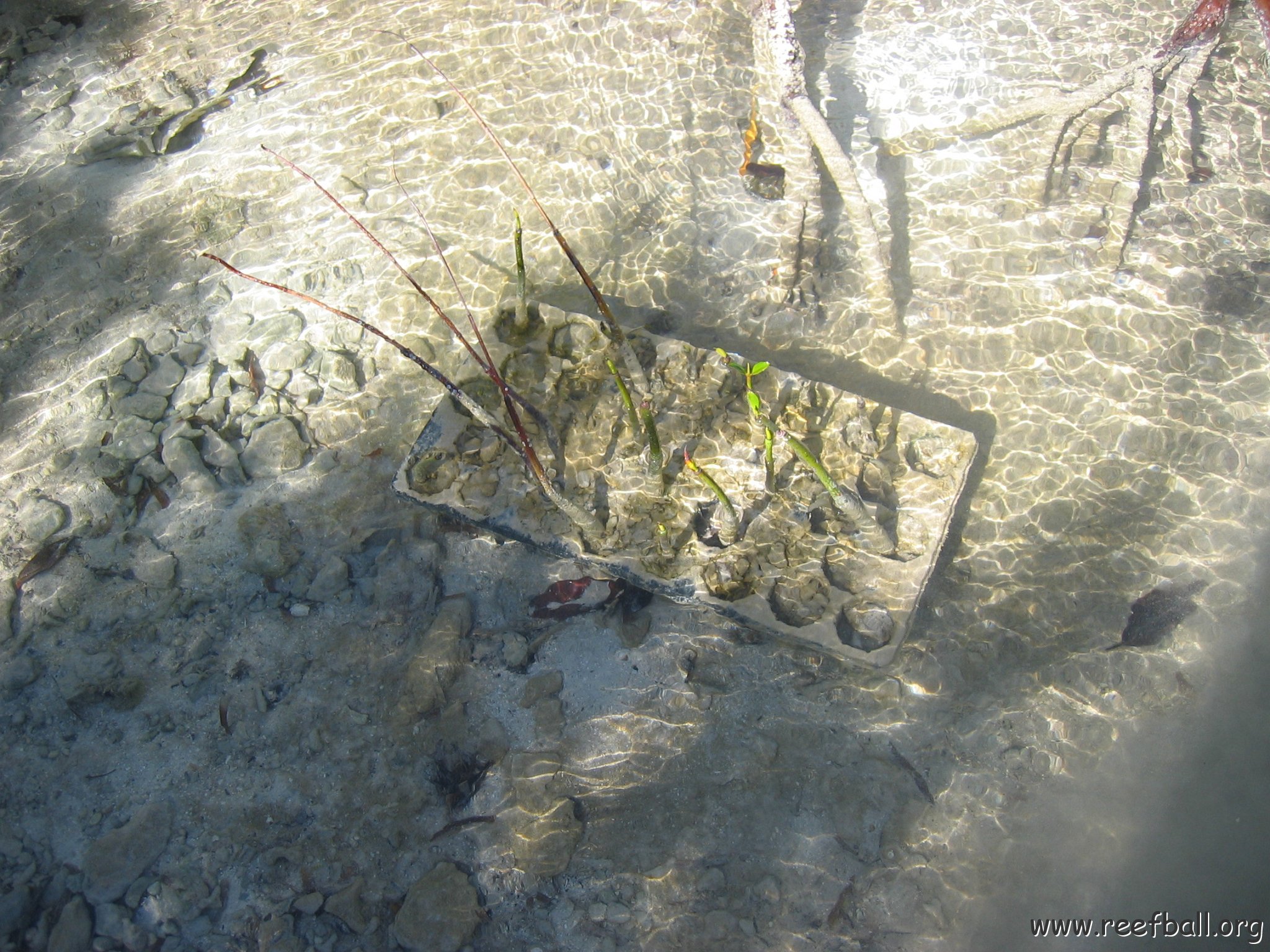 stevesmangroves_002