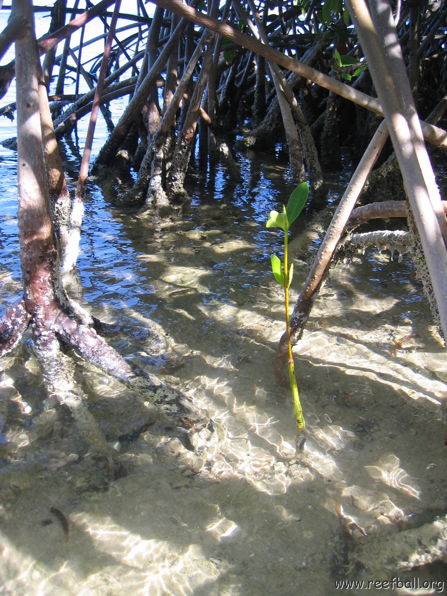 stevesmangroves_004