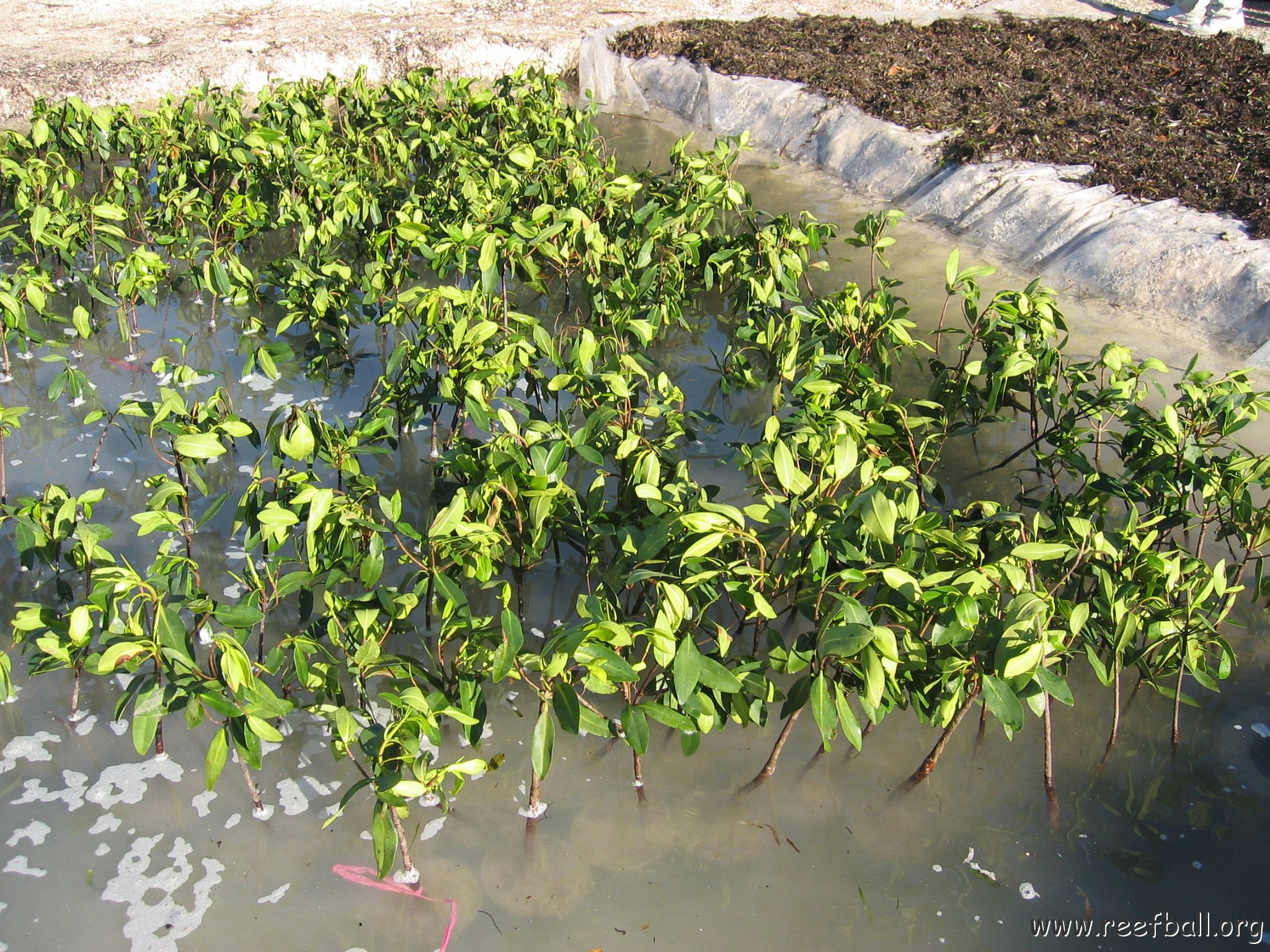 stevesmangroves_010