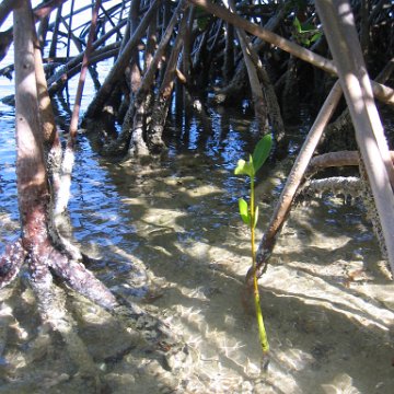 stevesmangroves_004