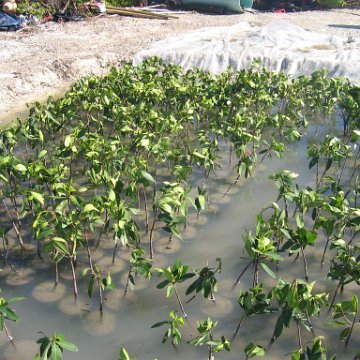 stevesmangroves_006