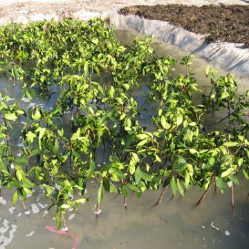 stevesmangroves_010