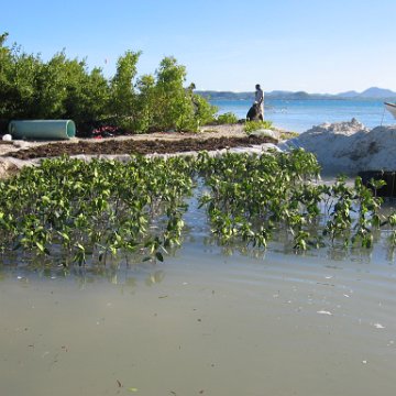 stevesmangroves_012