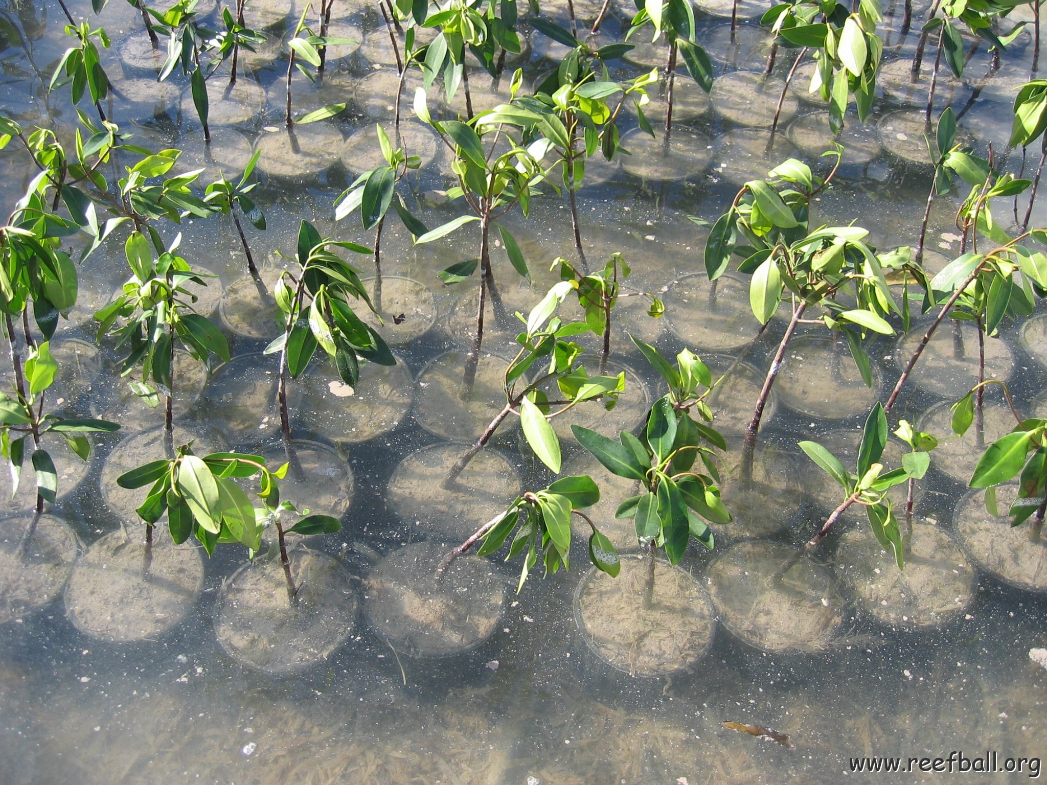 copy_of_stevesmangroves3_006