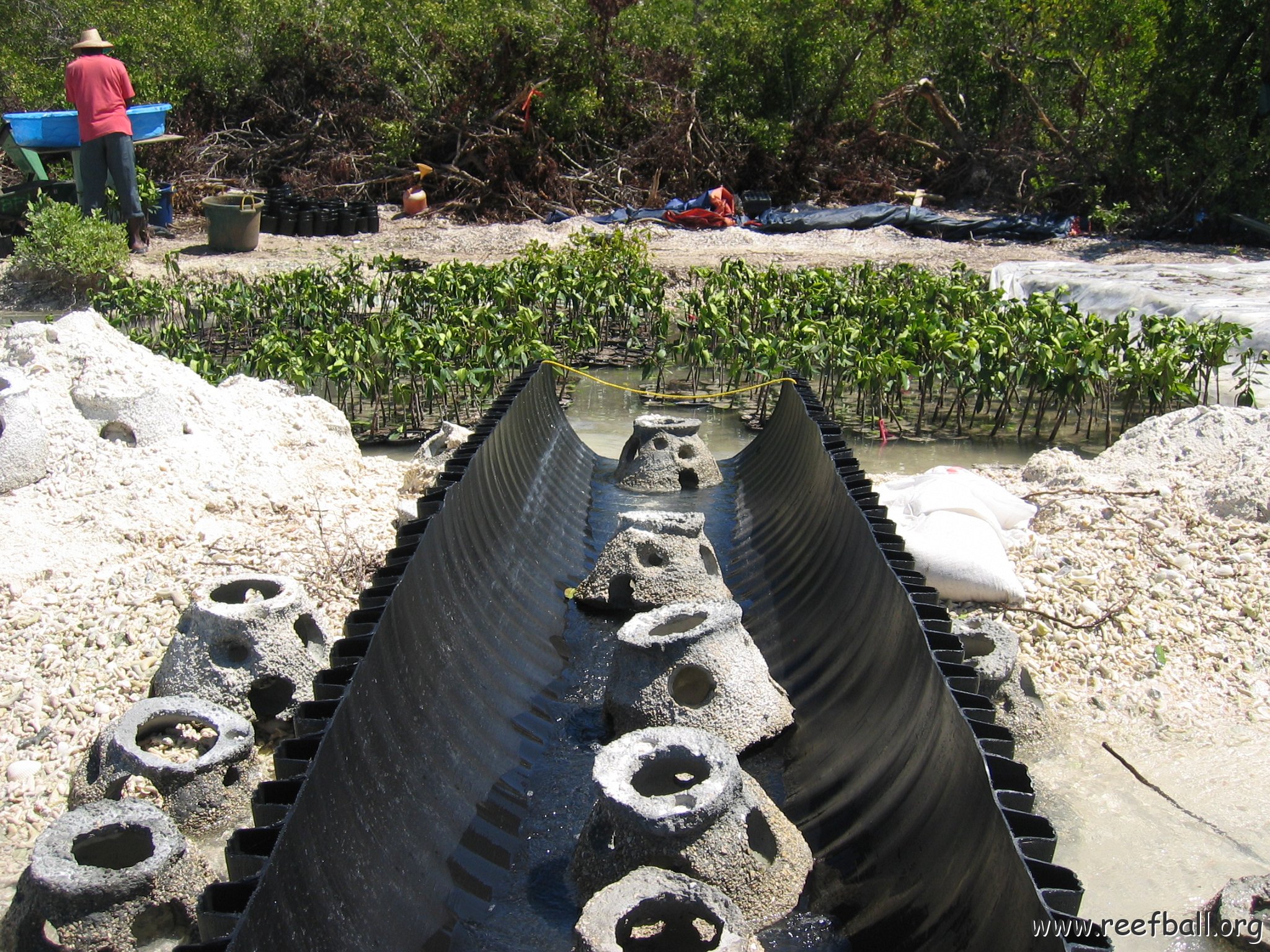 copy_of_stevesmangroves3_031