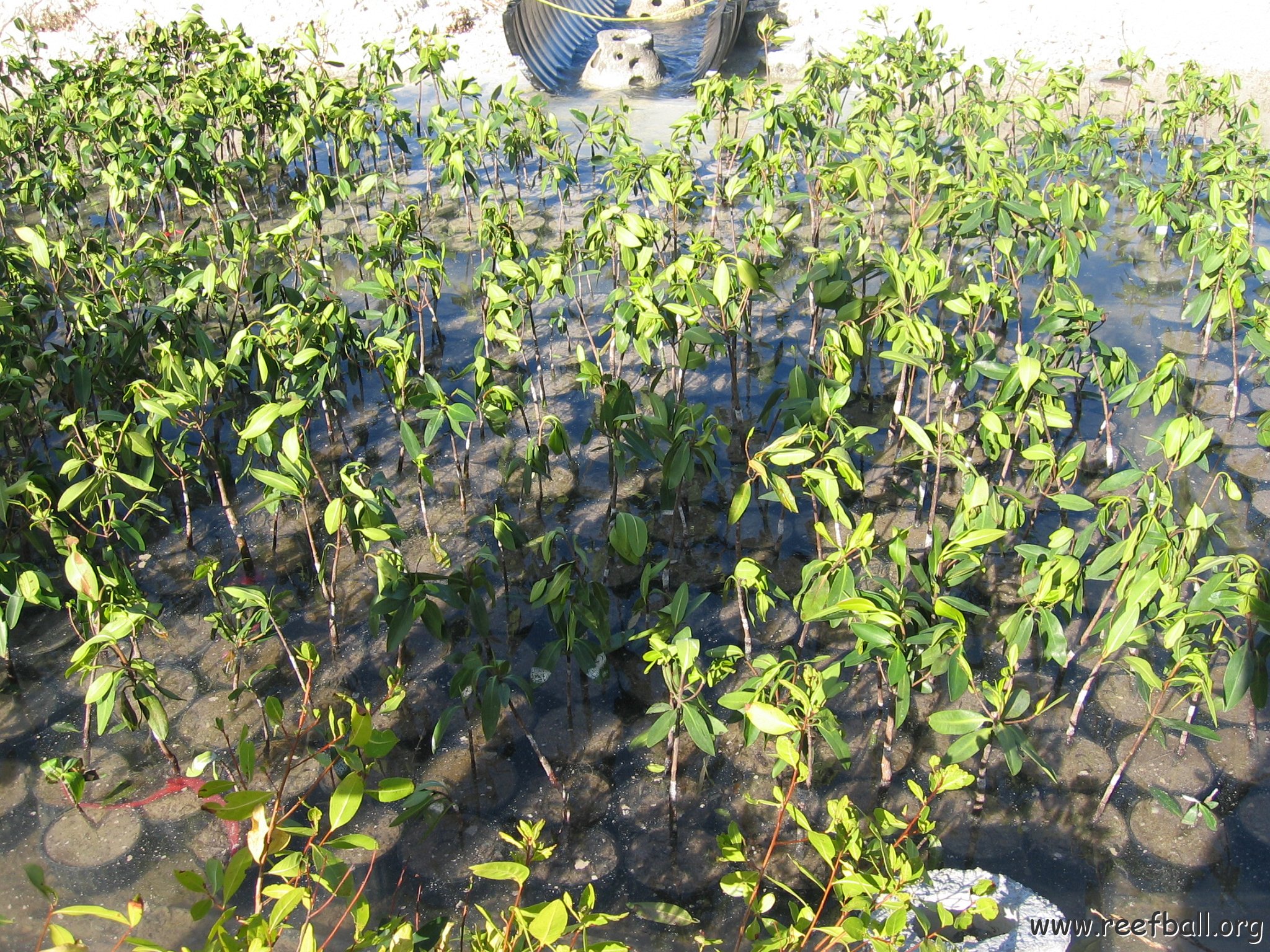 stevesmangroves3_002