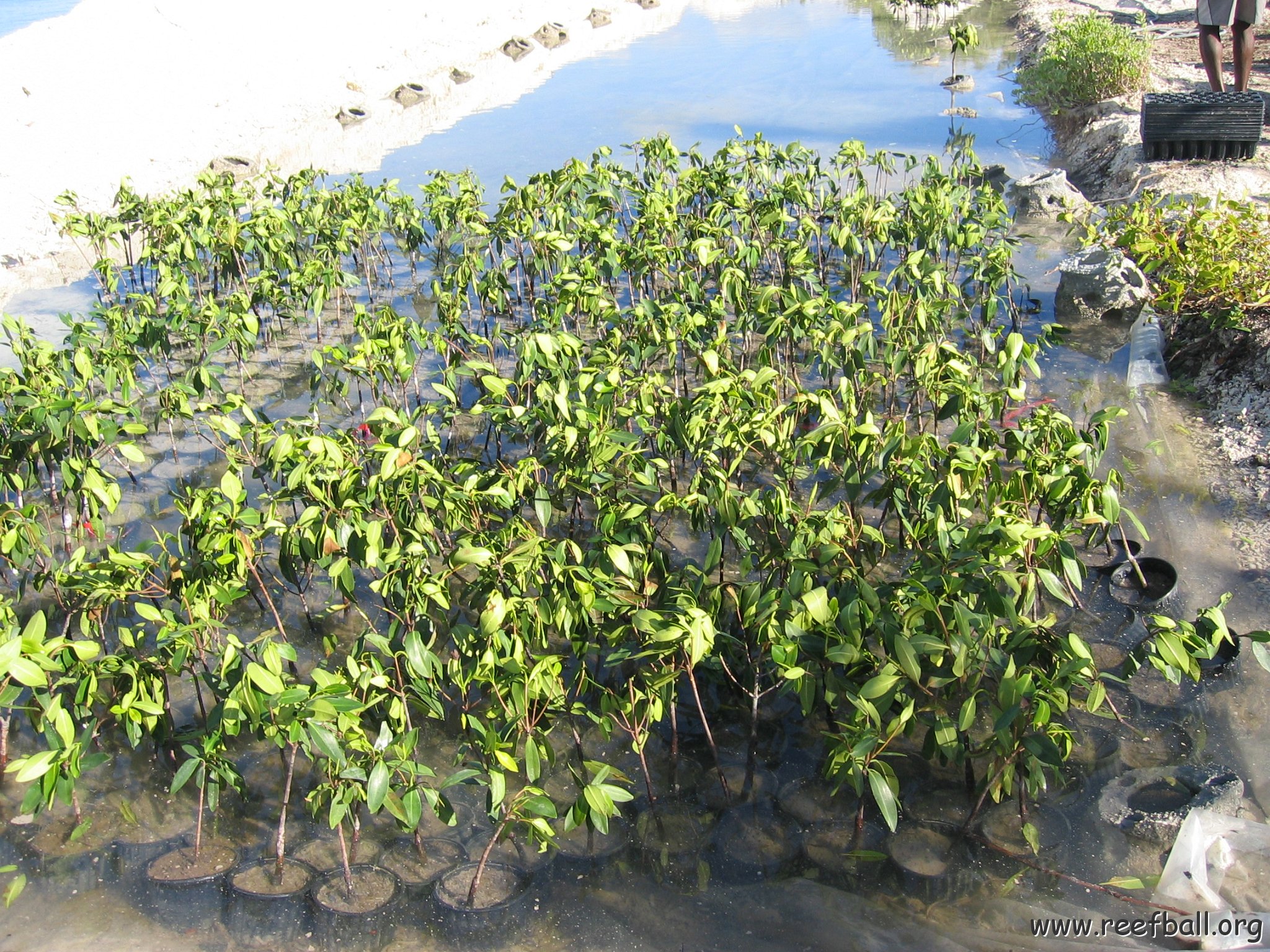 stevesmangroves3_004