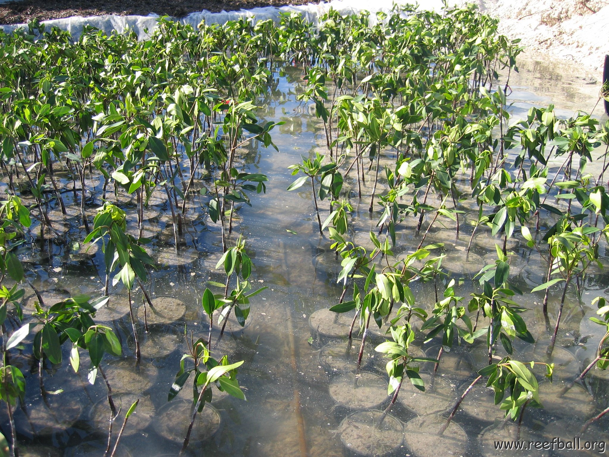 stevesmangroves3_005