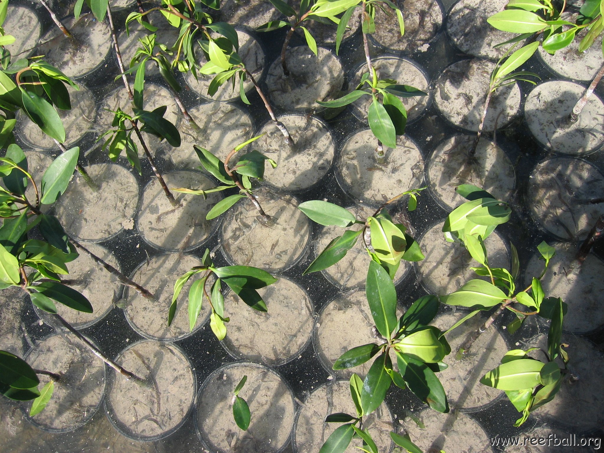 stevesmangroves3_007