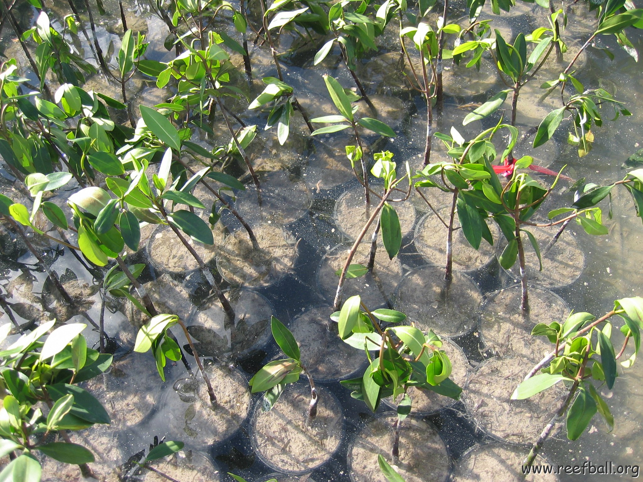 stevesmangroves3_008