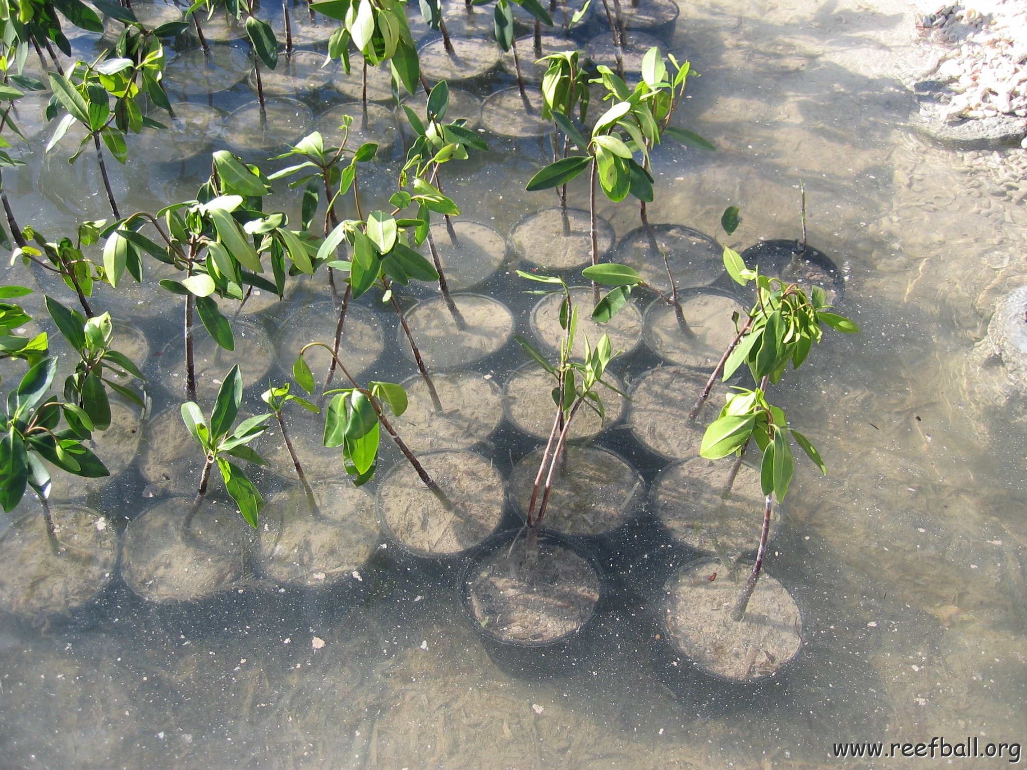 stevesmangroves3_010