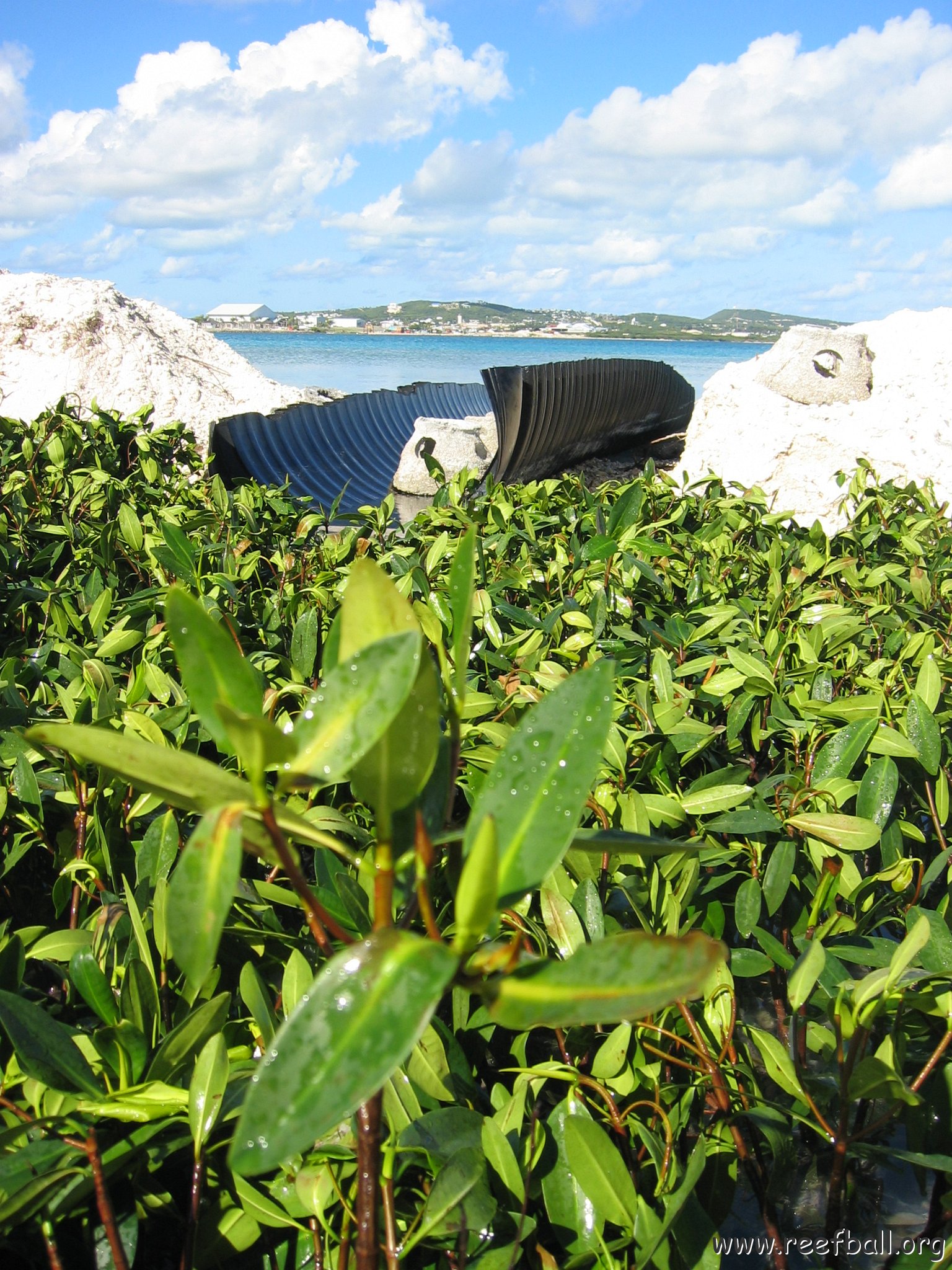 stevesmangroves3_012