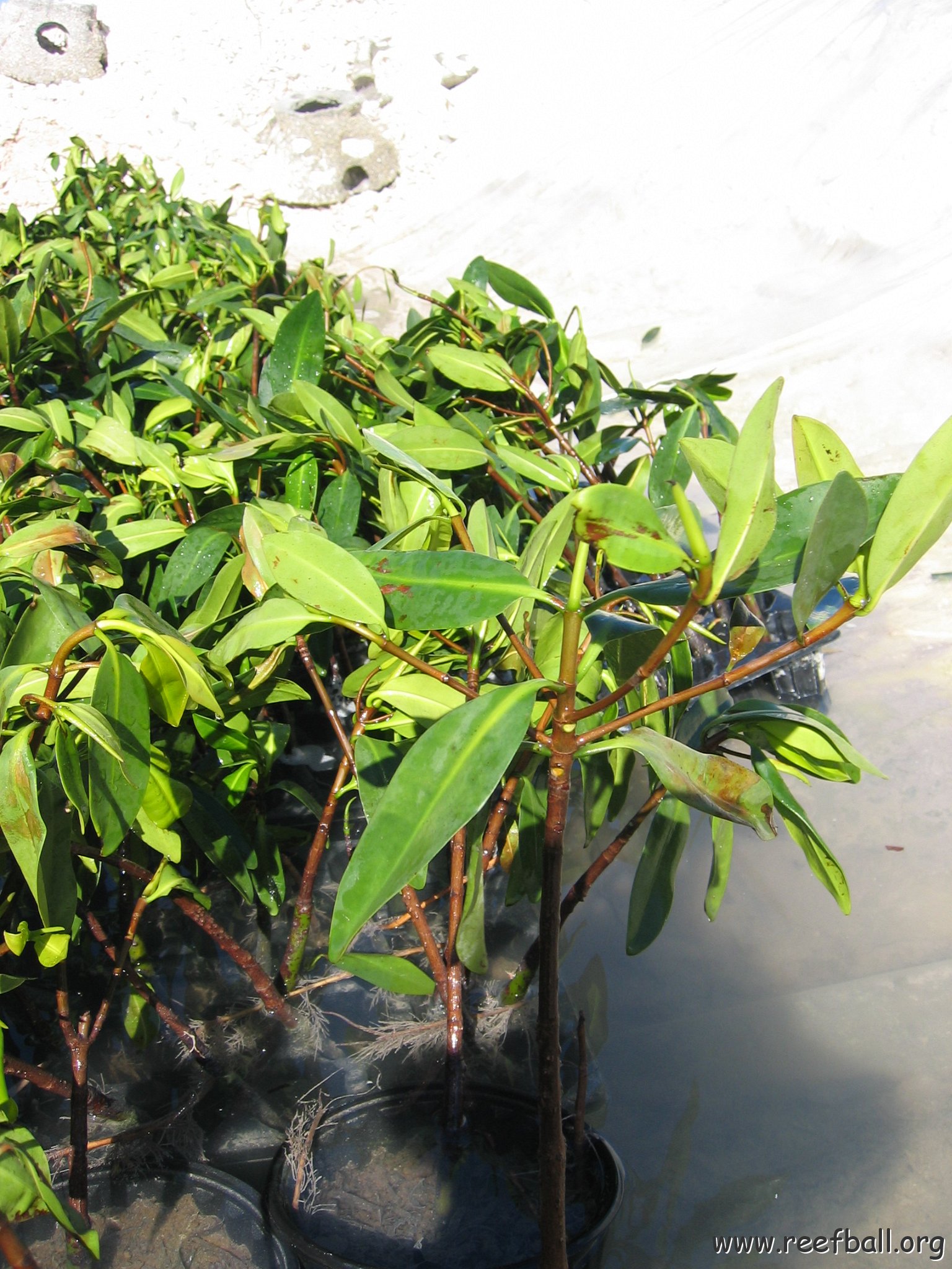 stevesmangroves3_013