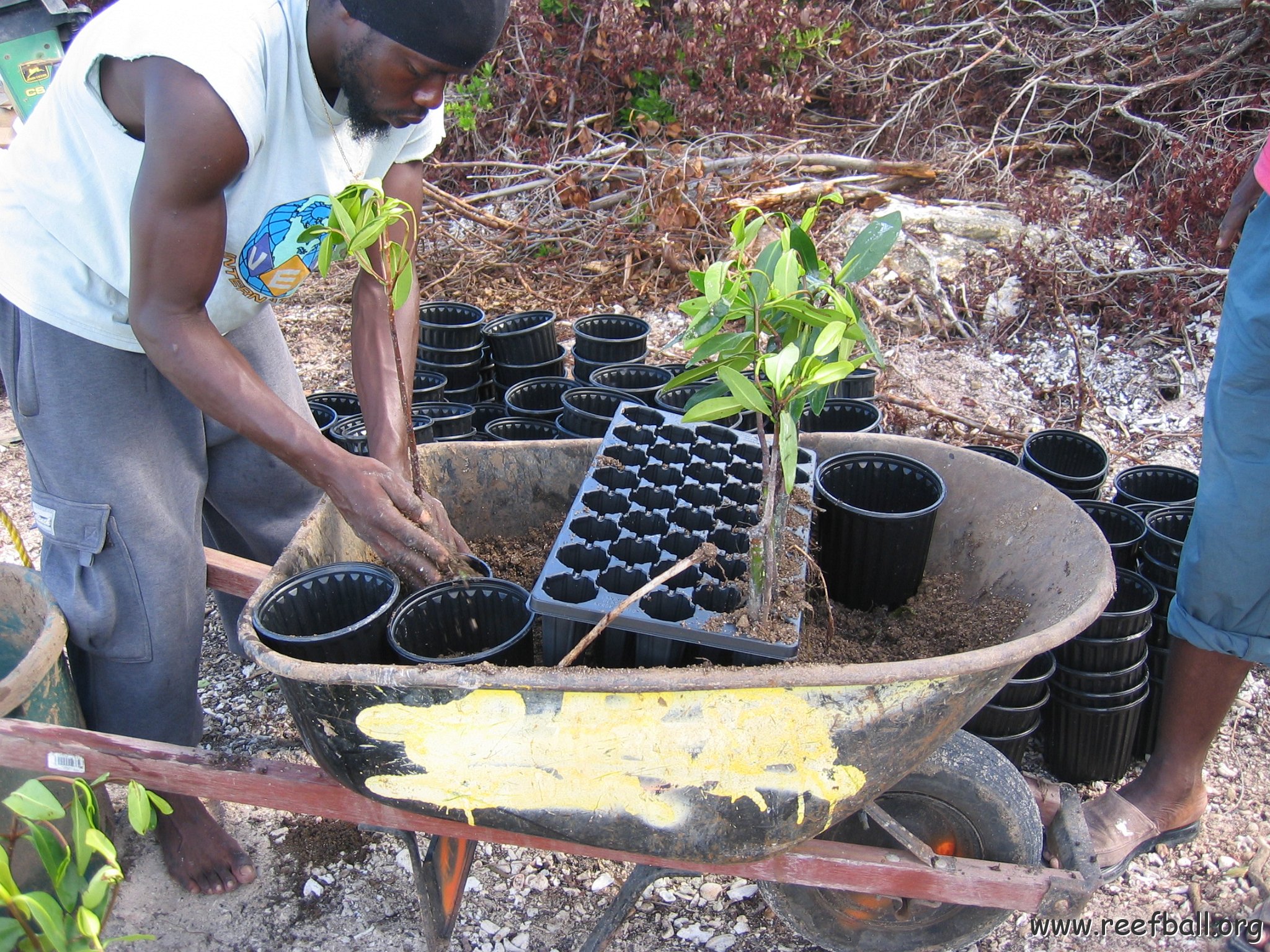 stevesmangroves3_016