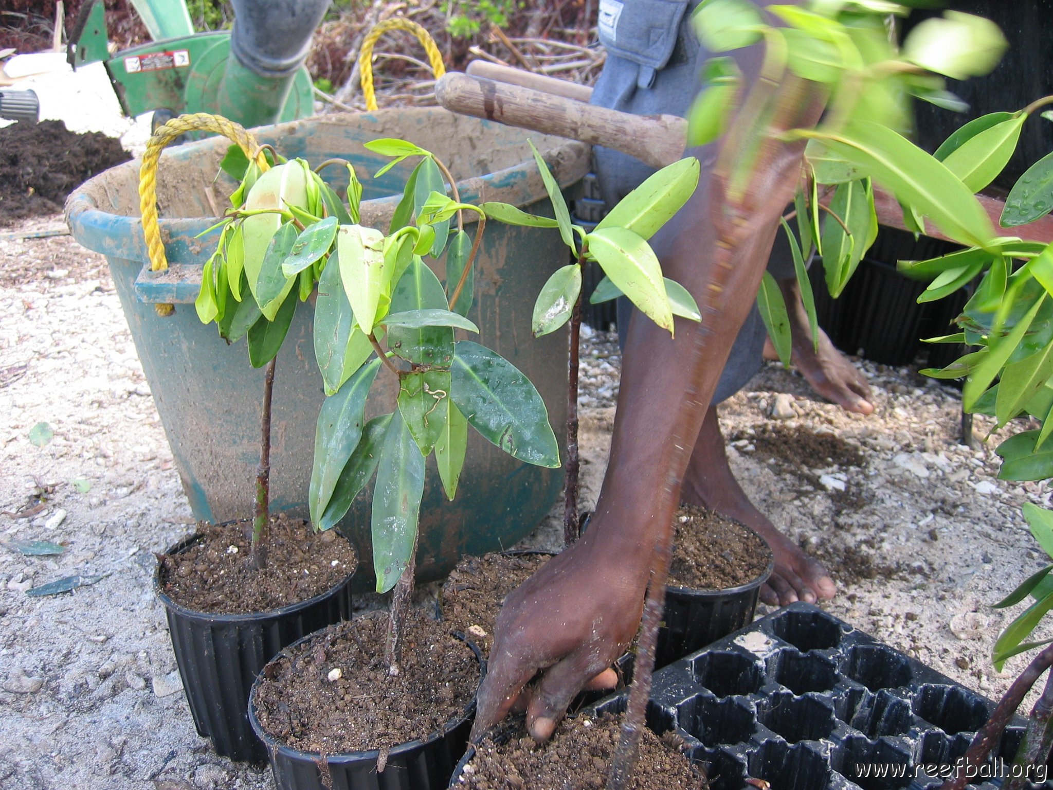 stevesmangroves3_017