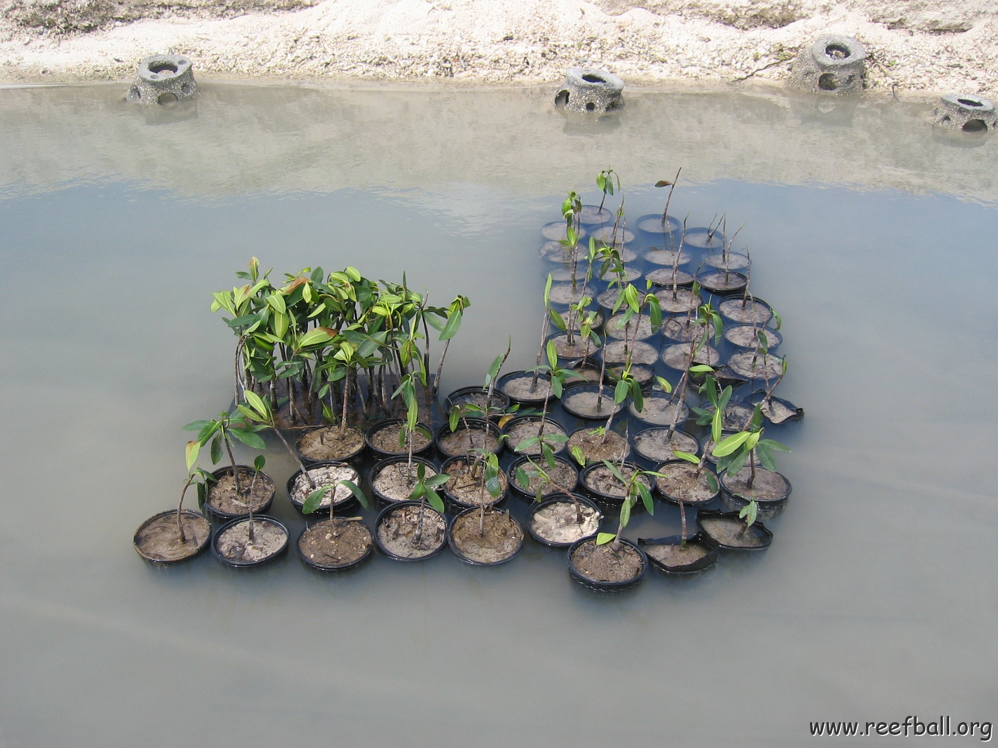 stevesmangroves3_018