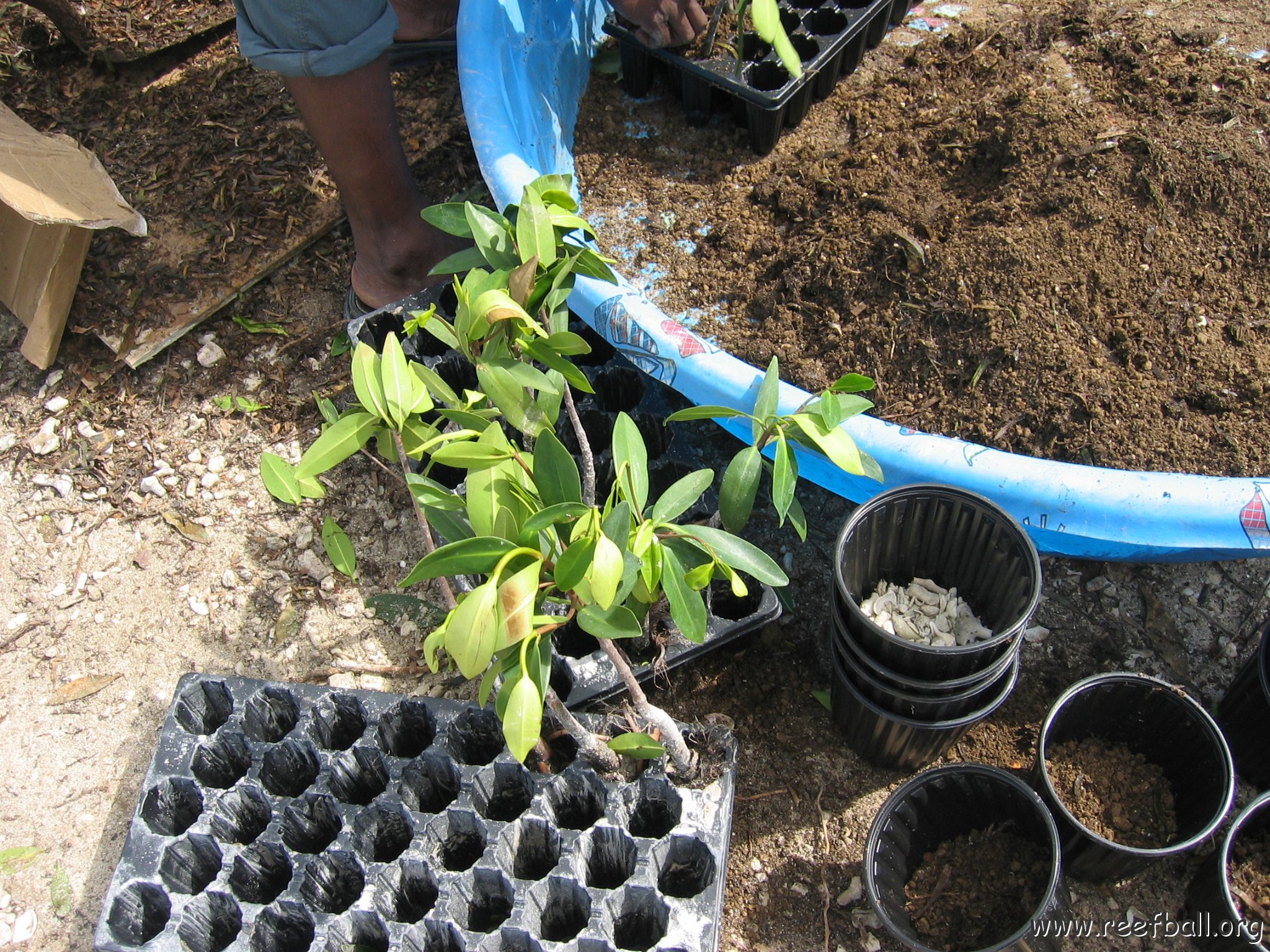 stevesmangroves3_020