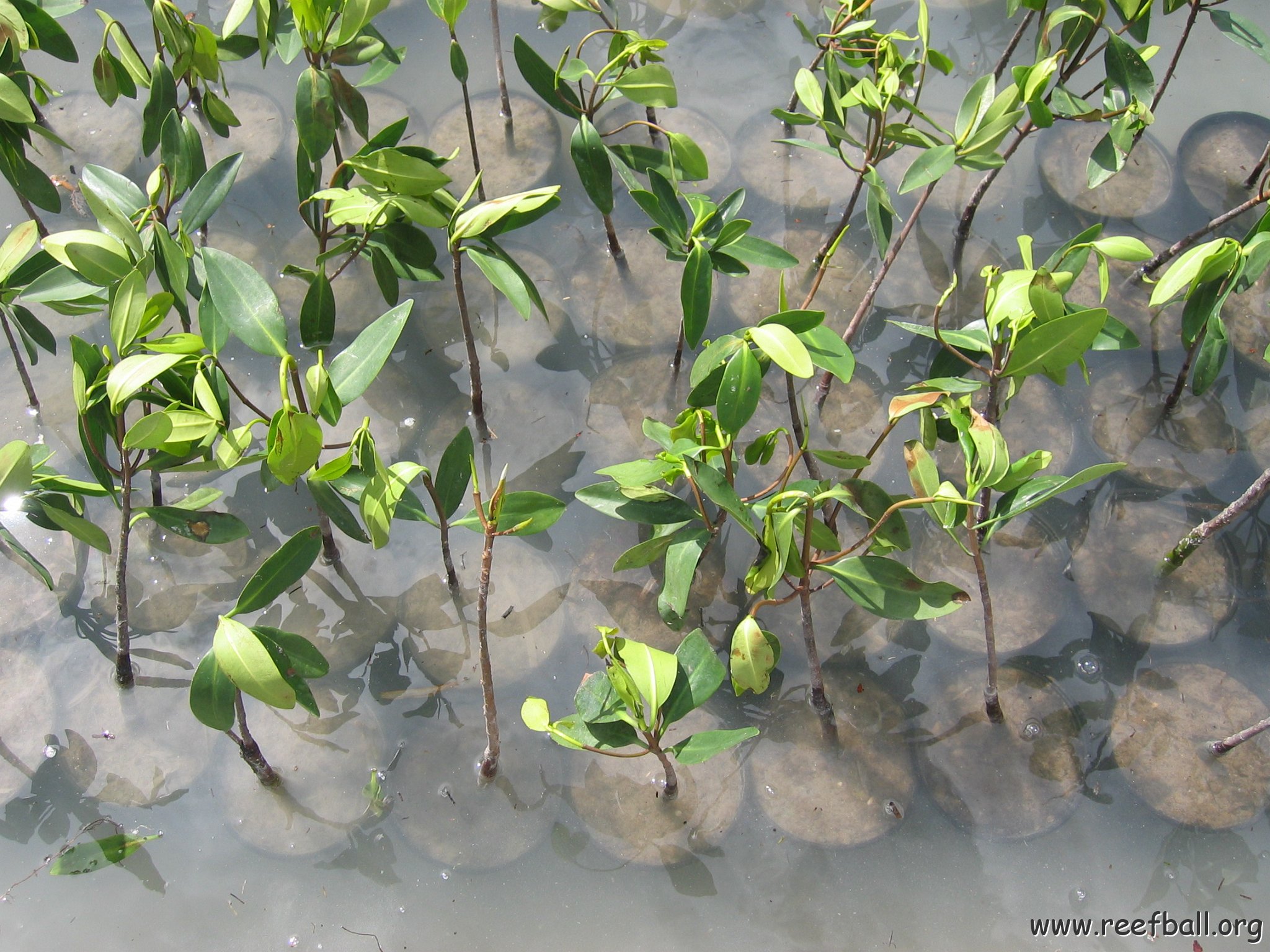 stevesmangroves3_021