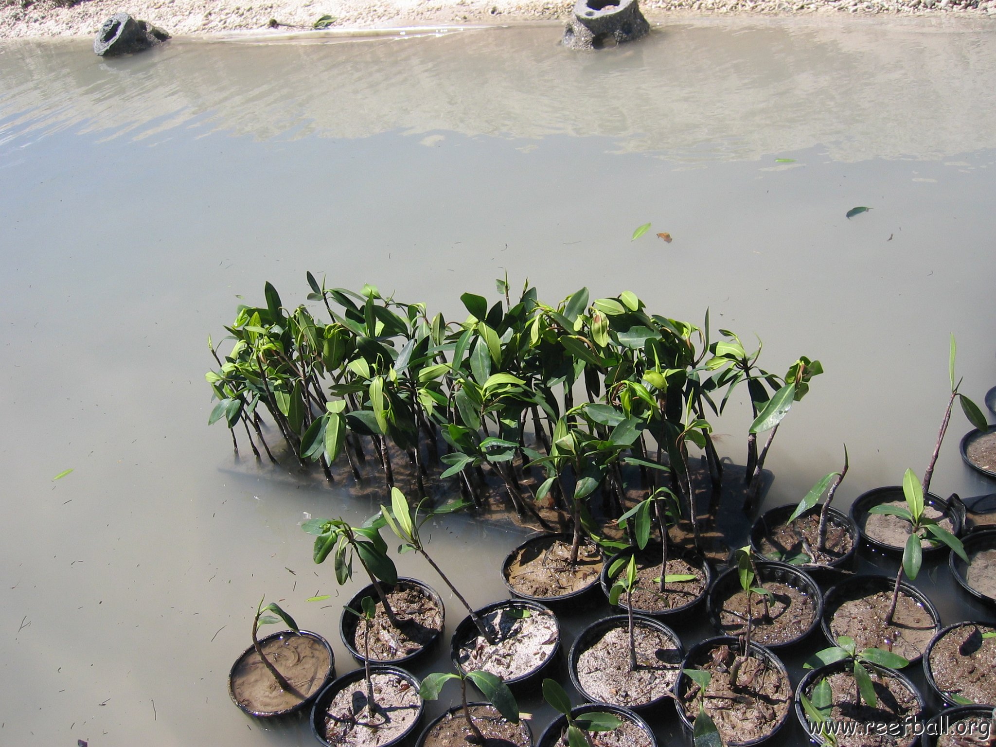 stevesmangroves3_024