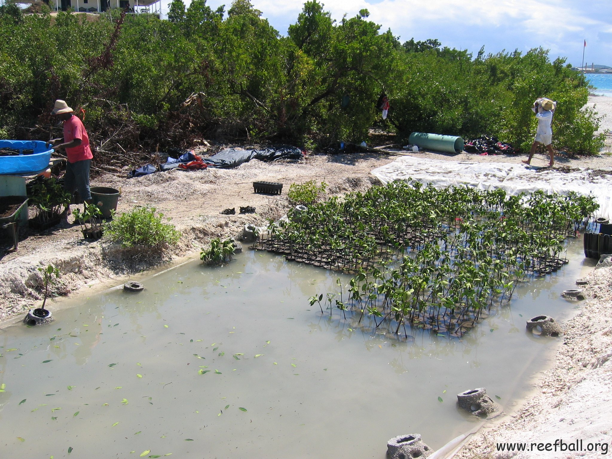 stevesmangroves3_029