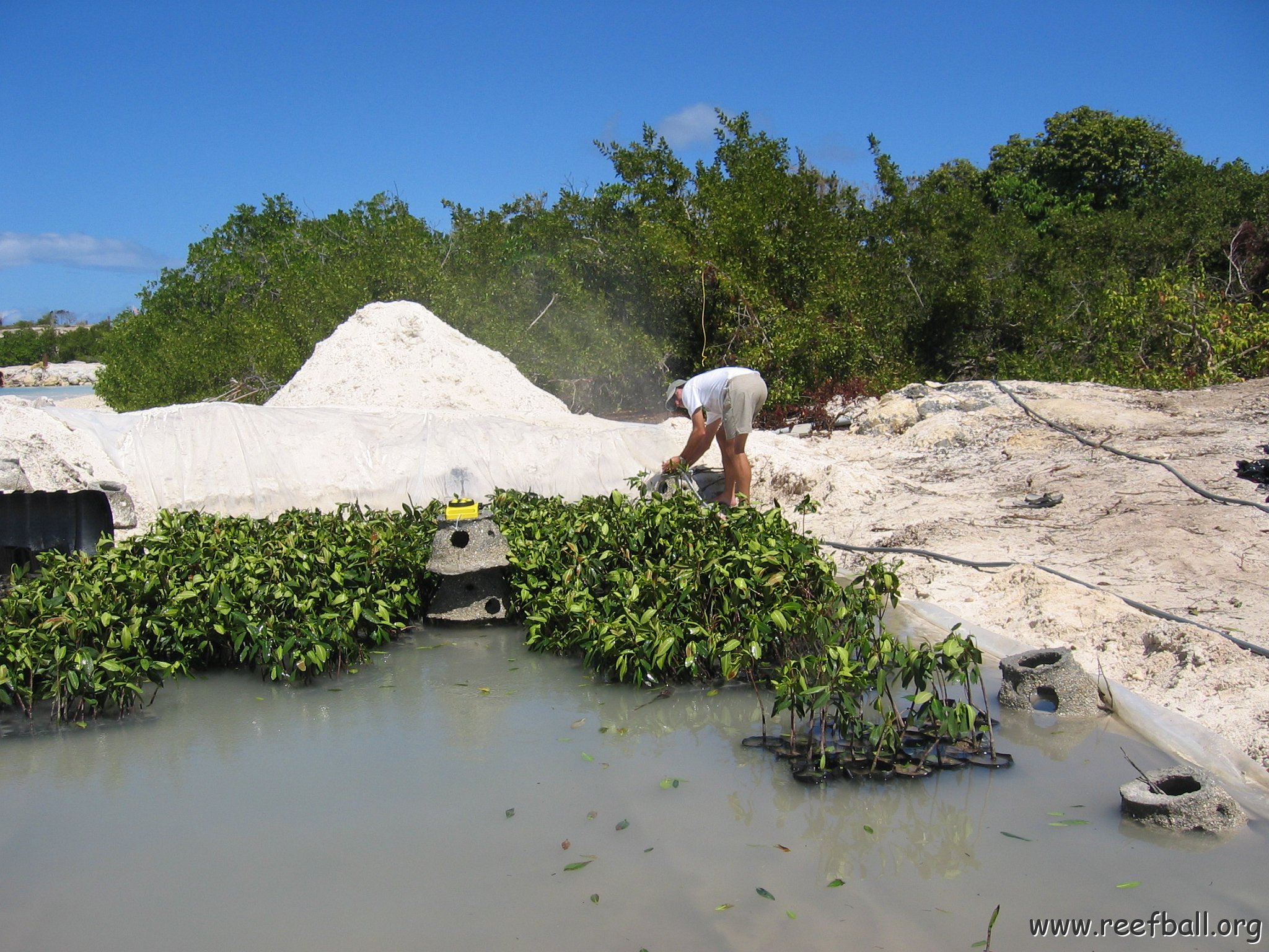 stevesmangroves3_034