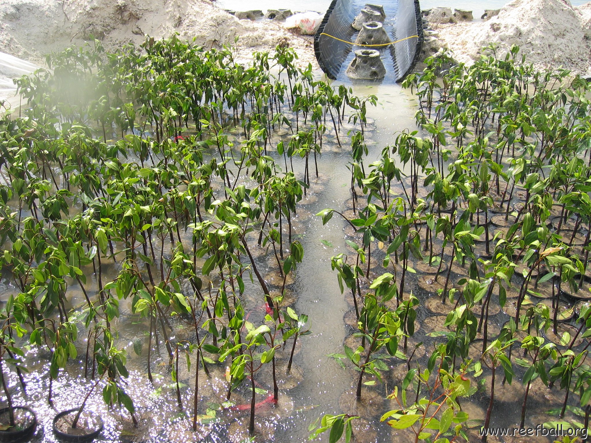 stevesmangroves3_038