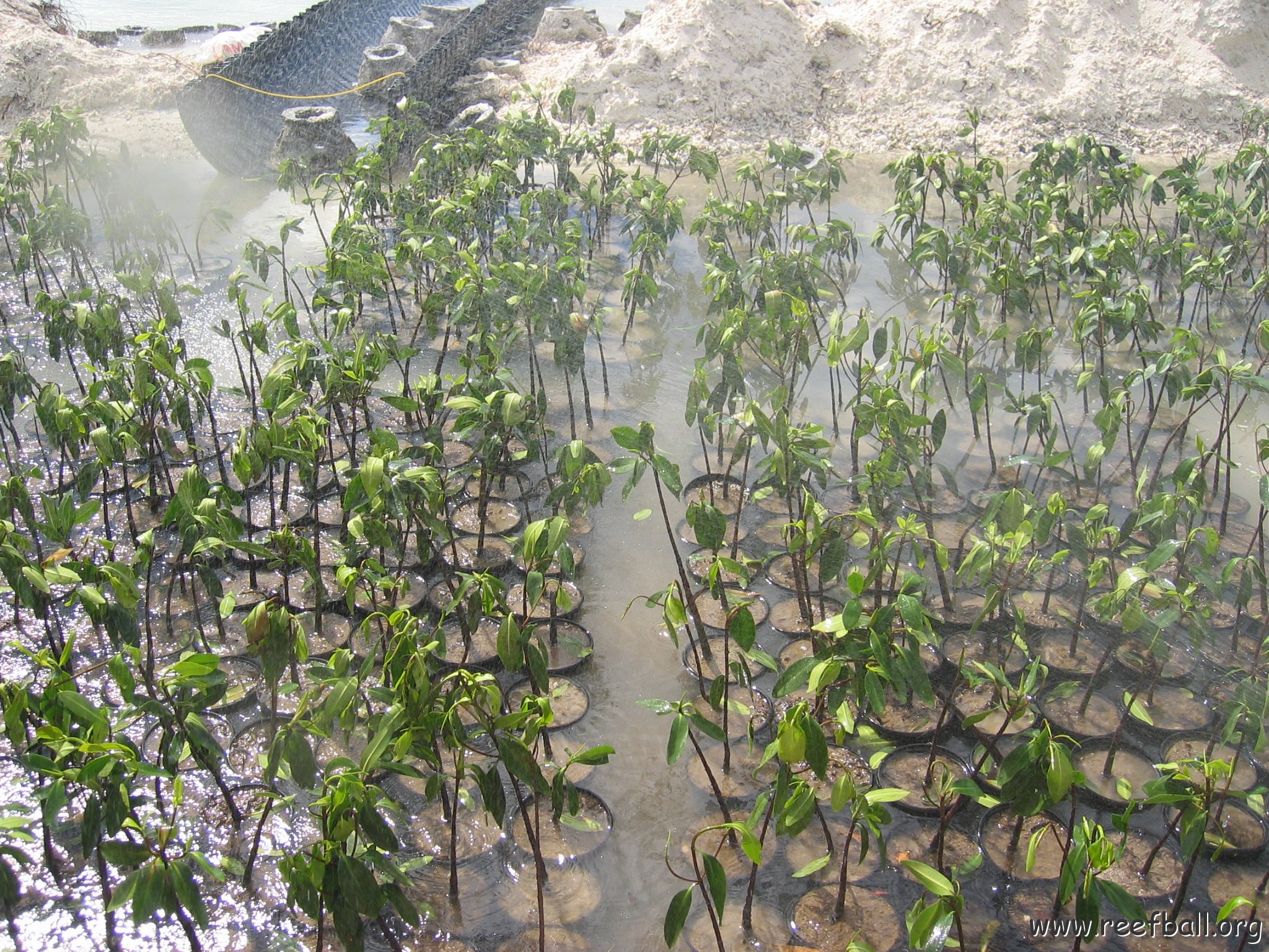 stevesmangroves3_039