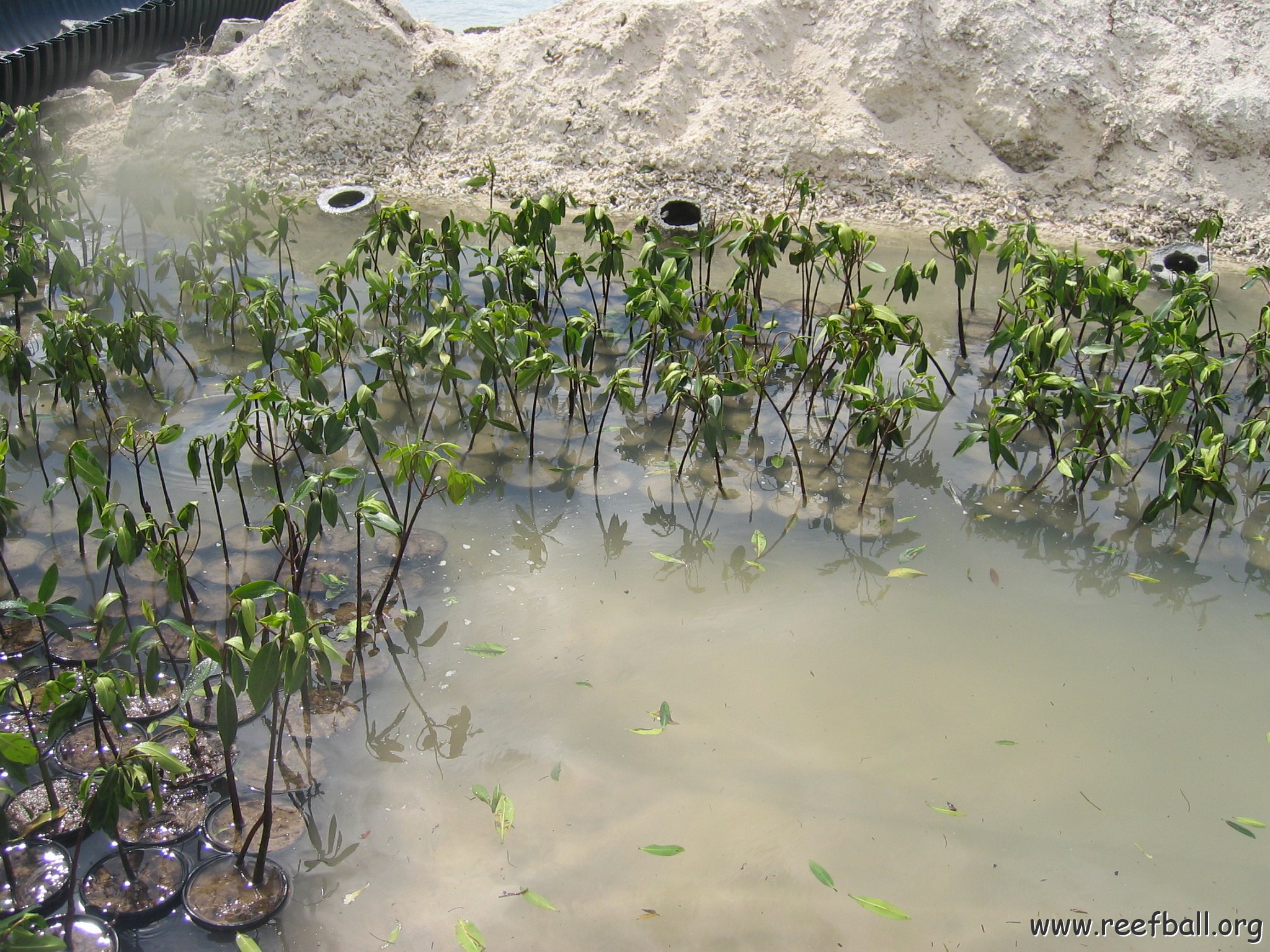 stevesmangroves3_040