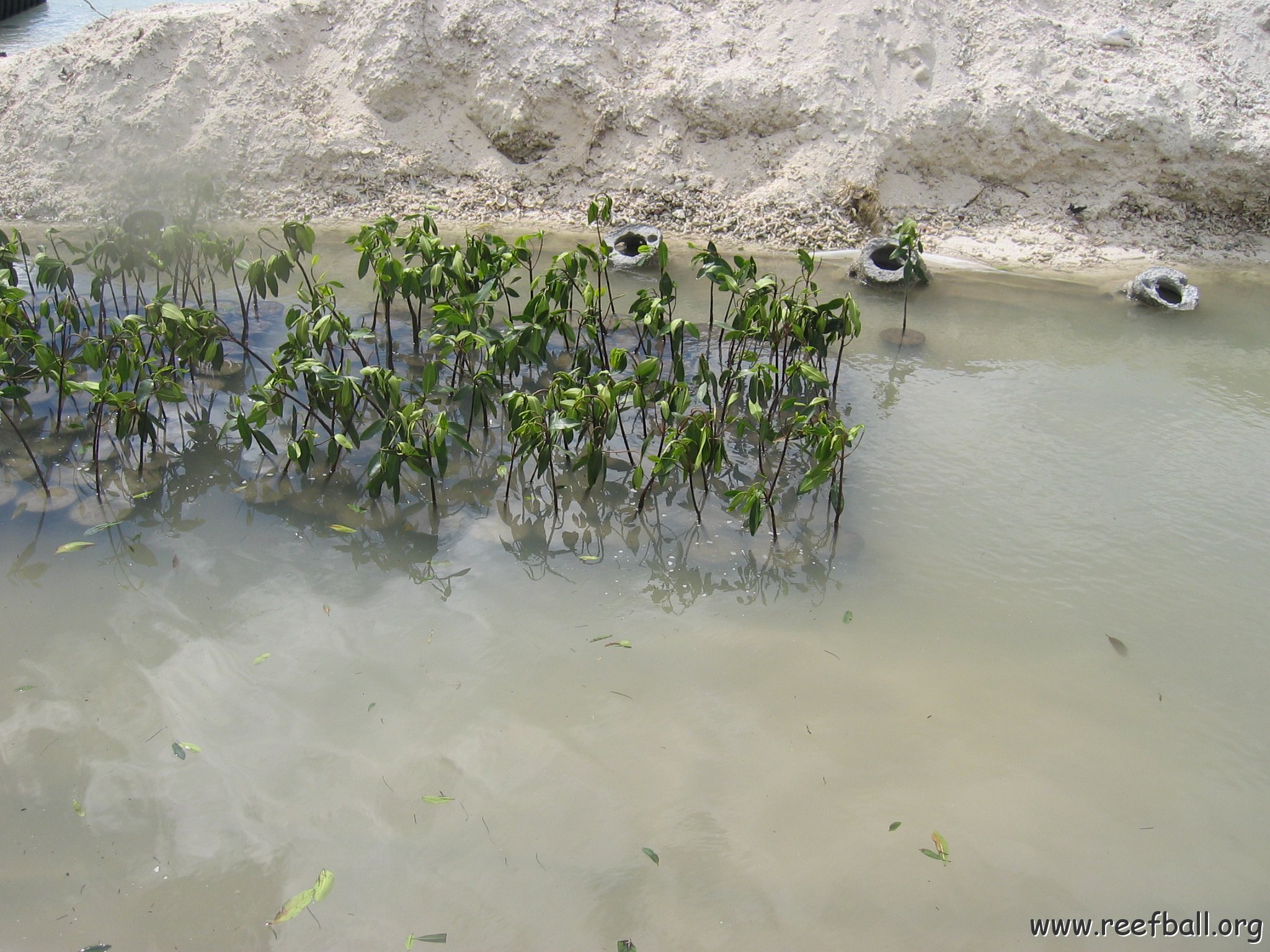 stevesmangroves3_041