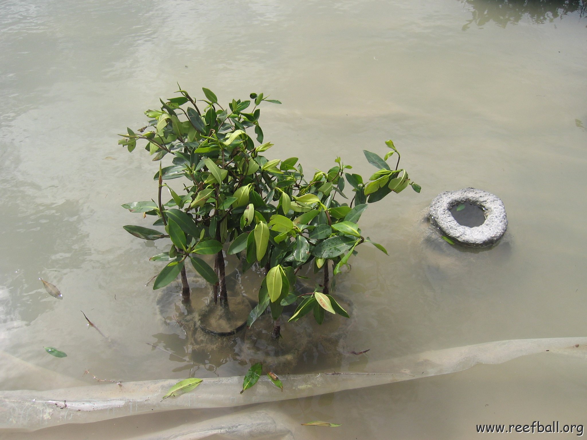 stevesmangroves3_042