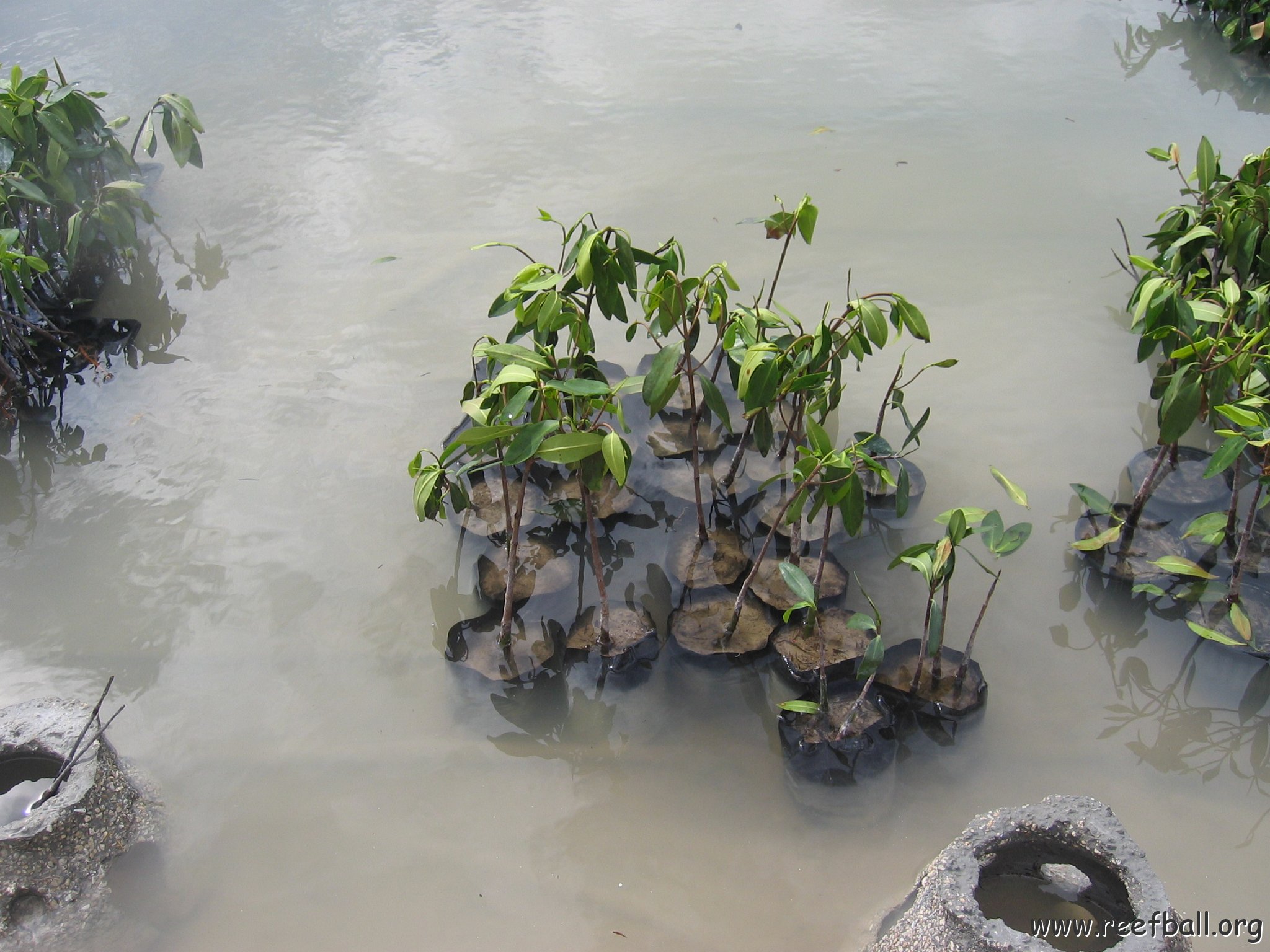 stevesmangroves3_044